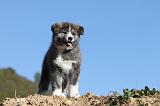 AKITA INU 034